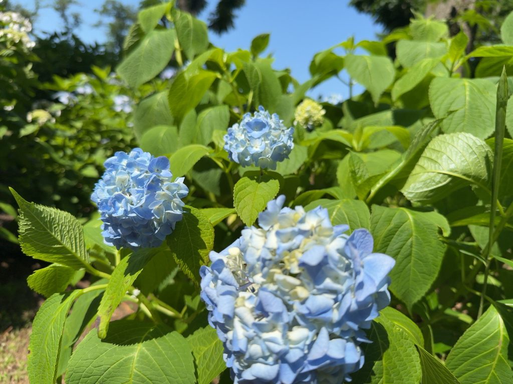 紫陽花の花の色は土壌で変わる